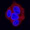 Apolipoprotein E antibody, MAB41442, Novus Biologicals, Immunocytochemistry image 