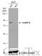 Heterogeneous nuclear ribonucleoprotein R antibody, GTX106526, GeneTex, Western Blot image 