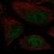 DNA Polymerase Kappa antibody, NBP2-57541, Novus Biologicals, Immunofluorescence image 