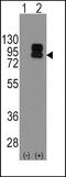 CD19 antibody, 58-120, ProSci, Western Blot image 