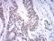 SET1 antibody, NBP2-61685, Novus Biologicals, Immunohistochemistry frozen image 