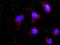 ICAD antibody, H00001676-M05, Novus Biologicals, Proximity Ligation Assay image 
