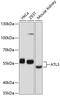 Atlastin GTPase 3 antibody, A09112, Boster Biological Technology, Western Blot image 