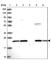 Neuropeptide VF Precursor antibody, HPA041733, Atlas Antibodies, Western Blot image 
