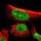 Endoplasmic Reticulum Metallopeptidase 1 antibody, NBP2-13970, Novus Biologicals, Immunofluorescence image 