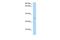 Cyclin N-Terminal Domain Containing 1 antibody, PA5-69928, Invitrogen Antibodies, Western Blot image 