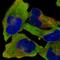 RAN Binding Protein 1 antibody, HPA065868, Atlas Antibodies, Immunocytochemistry image 