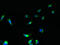 Estradiol 17-beta-dehydrogenase 12 antibody, LS-C377660, Lifespan Biosciences, Immunofluorescence image 