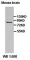 Adenylate Kinase 2 antibody, orb77579, Biorbyt, Western Blot image 