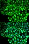 Arachidonate 15-Lipoxygenase Type B antibody, PA5-77050, Invitrogen Antibodies, Immunofluorescence image 