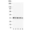 Aquaporin 3 (Gill Blood Group) antibody, R30561, NSJ Bioreagents, Western Blot image 