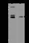 E74 Like ETS Transcription Factor 3 antibody, 201120-T32, Sino Biological, Western Blot image 