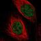 Tetraspanin 2 antibody, NBP1-87397, Novus Biologicals, Immunofluorescence image 