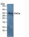 Cellular Communication Network Factor 2 antibody, LS-C293514, Lifespan Biosciences, Western Blot image 