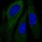 G1 To S Phase Transition 1 antibody, PA5-62621, Invitrogen Antibodies, Immunofluorescence image 