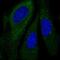 G1 To S Phase Transition 1 antibody, PA5-62621, Invitrogen Antibodies, Immunofluorescence image 