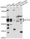 Actin Like 8 antibody, LS-C749916, Lifespan Biosciences, Western Blot image 