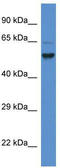 Phosphatidylinositol Glycan Anchor Biosynthesis Class S antibody, TA342053, Origene, Western Blot image 