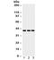 Prostaglandin E Receptor 2 antibody, R32100, NSJ Bioreagents, Western Blot image 