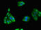 GIPC PDZ Domain Containing Family Member 1 antibody, LS-C678070, Lifespan Biosciences, Immunofluorescence image 