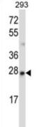 Methyl-CpG Binding Domain Protein 3 antibody, abx027584, Abbexa, Western Blot image 