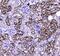 Carboxylesterase 1 antibody, A01741-1, Boster Biological Technology, Immunohistochemistry frozen image 