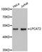 Lysophosphatidylcholine Acyltransferase 2 antibody, STJ26877, St John