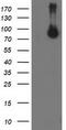 Signal Transducer And Activator Of Transcription 5A antibody, LS-C337366, Lifespan Biosciences, Western Blot image 