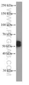 PHD Finger Protein 10 antibody, 66341-1-Ig, Proteintech Group, Western Blot image 
