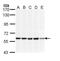 DnaJ Heat Shock Protein Family (Hsp40) Member C3 antibody, PA5-29301, Invitrogen Antibodies, Western Blot image 