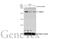 Histone Deacetylase 8 antibody, GTX105074, GeneTex, Western Blot image 