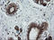 Tripartite Motif Containing 44 antibody, LS-C174406, Lifespan Biosciences, Immunohistochemistry paraffin image 