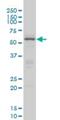 CAMP Responsive Element Binding Protein 5 antibody, H00009586-M02, Novus Biologicals, Western Blot image 