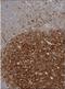 Semaphorin 4A antibody, NBP2-49588, Novus Biologicals, Immunohistochemistry paraffin image 