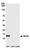 Iron-Sulfur Cluster Assembly 2 antibody, A305-843A-M, Bethyl Labs, Western Blot image 