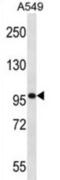 Synaptopodin antibody, abx027982, Abbexa, Western Blot image 