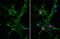 Neural Cell Adhesion Molecule 1 antibody, GTX634807, GeneTex, Immunocytochemistry image 