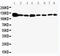 Vinculin antibody, LS-C312927, Lifespan Biosciences, Western Blot image 