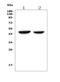 N-Myc Downstream Regulated 1 antibody, A01327-1, Boster Biological Technology, Western Blot image 