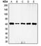 Fos Proto-Oncogene, AP-1 Transcription Factor Subunit antibody, LS-C352220, Lifespan Biosciences, Western Blot image 