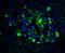 Activating Transcription Factor 6 antibody, A00655-1, Boster Biological Technology, Immunofluorescence image 