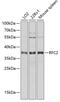 Replication Factor C Subunit 2 antibody, GTX33463, GeneTex, Western Blot image 