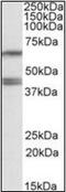 Paraoxonase 2 antibody, orb96423, Biorbyt, Western Blot image 