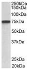 Proepithelin antibody, AP31954PU-N, Origene, Western Blot image 