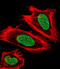 Ubiquitin Like With PHD And Ring Finger Domains 1 antibody, LS-C160423, Lifespan Biosciences, Immunofluorescence image 