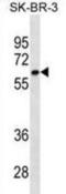 Cytochrome P450 1A2 antibody, abx025439, Abbexa, Western Blot image 