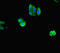 Actin Like 9 antibody, CSB-PA840564LA01HU, Cusabio, Immunofluorescence image 