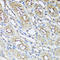 Aryl Hydrocarbon Receptor Interacting Protein antibody, A02759, Boster Biological Technology, Immunohistochemistry paraffin image 