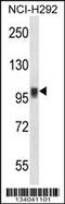 Nuclear Factor Of Activated T Cells 1 antibody, 57-339, ProSci, Western Blot image 