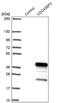 CDC42 Effector Protein 3 antibody, PA5-57102, Invitrogen Antibodies, Western Blot image 